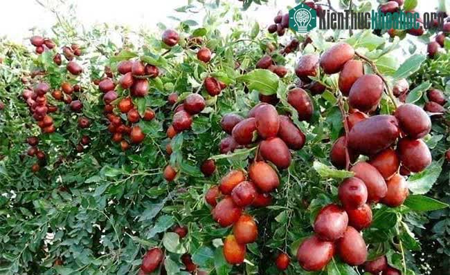 Táo đỏ Tân Cương có tác dụng rất tốt trong việc củng cố và tăng cường sức đề kháng