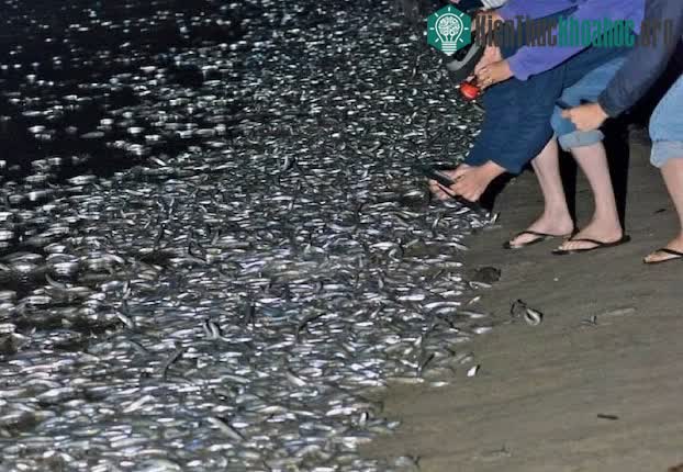 Số lượng cá grunion được duy trì ở một mức độ khá ổn định.