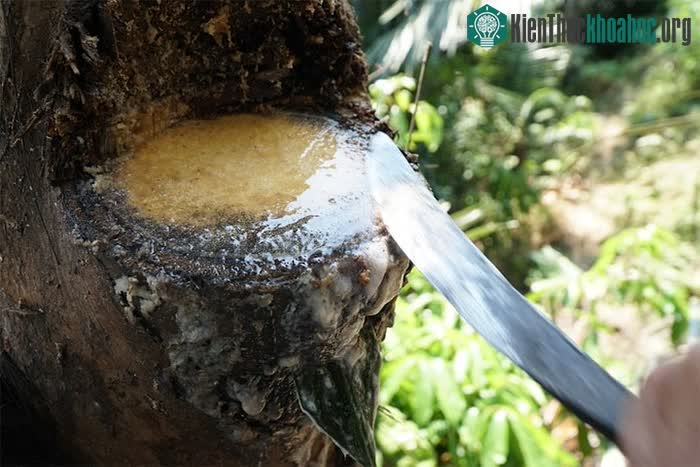 Rượu Đoác rất dễ uống nên dù là thanh niên hay phụ nữ thì cũng đều có thể thưởng thức