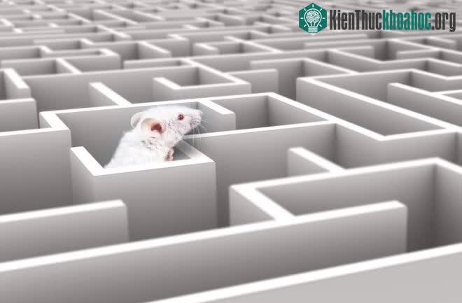 Chuột có thể tự hình dung lối đi chỉ bằng việc quan sát mà không cần phải trực tiếp khám phá.