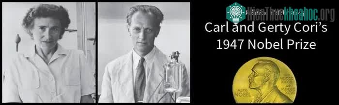 Năm 1947, vợ chồng nhà Cori nhận giải thưởng Nobel Y học.