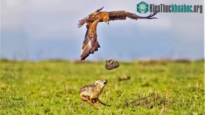 Đại bàng bất ngờ làm rơi tuột chó con và chó mẹ lao tới đỡ lấy con mình.