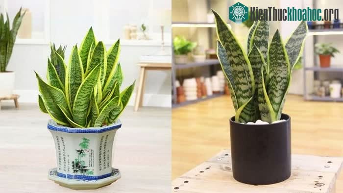 Lá cây mọc thẳng đứng thể hiện sự quyết đoán, ý chí tiến lên của con người.
