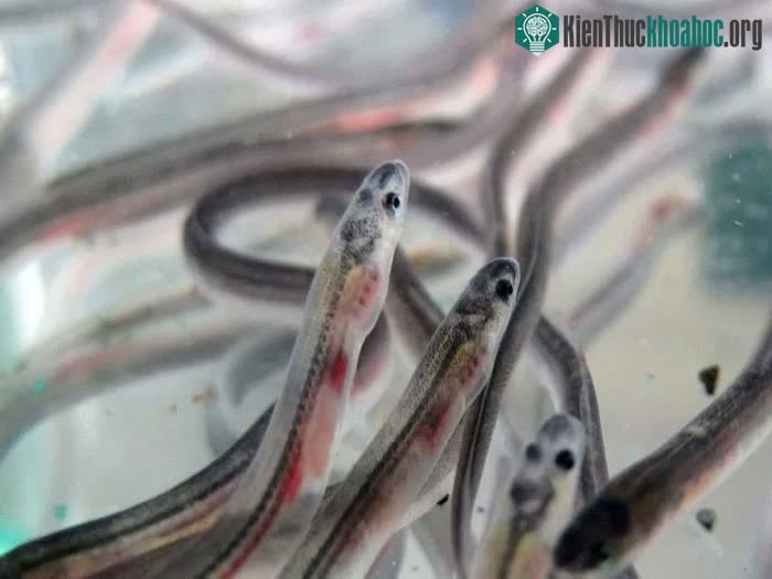 Sau 3 năm trôi dạt trên đại dương, những con cá chình châu Âu non sẽ trở lại các dòng sông của châu Âu.