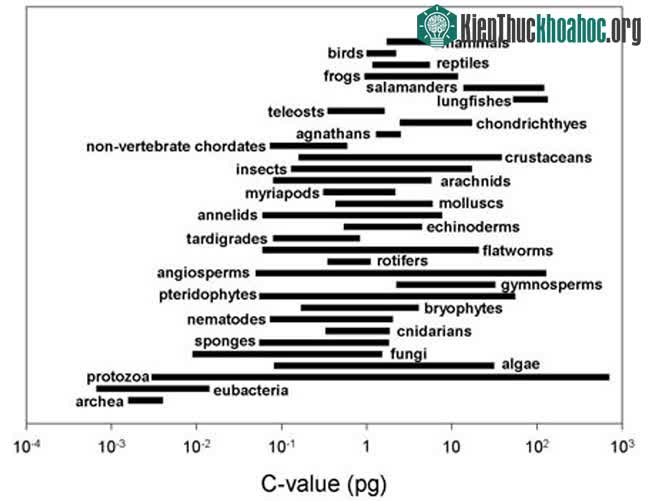 Phạm vi kích thước DNA của nhiều quần thể có thể thay đổi theo một số bậc của độ lớn.&nbsp;