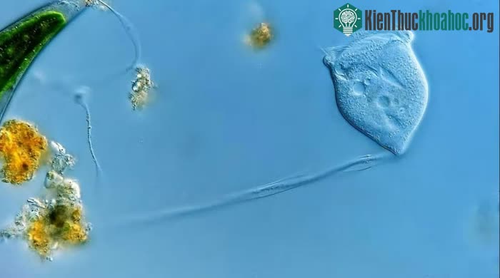 Legendrea loyezae nằm trong nhánh ciliates của eukarya.