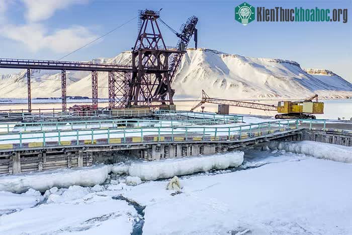 Bức ảnh chụp một con gấu Bắc Cực cái đang cho hai con non bú