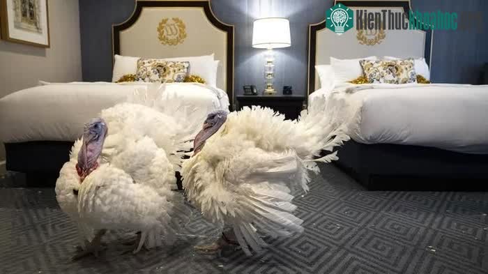 Những con gà tây được ân xá cũng sống không lâu vì chế độ ăn dồi dào khiến chúng quá béo