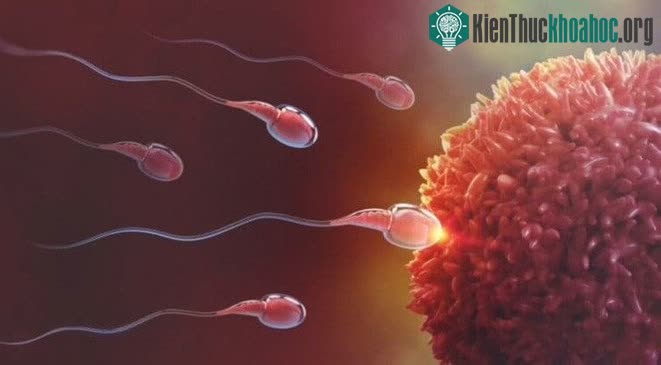 Nhiều nam giới có thể mất khả năng sinh con vào năm 2050? ảnh 2