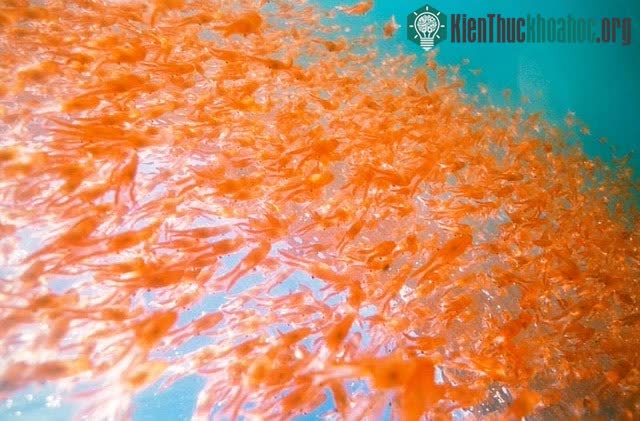 Loài tôm lạ tuy nhỏ bé nhưng tác động lớn tới khí hậu toàn cầu ảnh 2