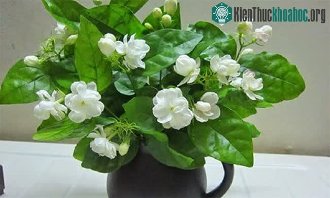 Cây hoa nhài