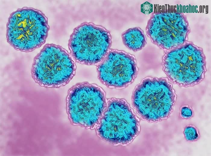 Virus viêm gan C hay thay đổi hình dạng khiến các chuyên gia gặp nhiều thách thức