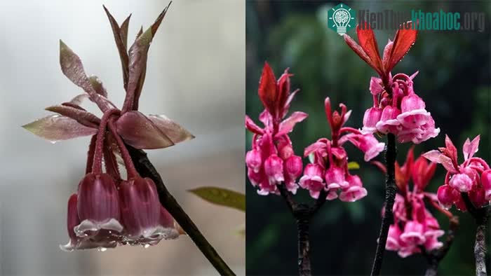 Loài hoa này mang ý nghĩa may mắn về tiền tài và quyền lực.