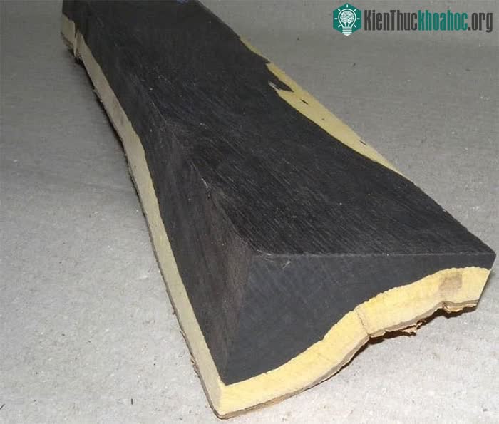 Lý do gỗ đen châu Phi đắt như vậy là do nó đến từ một loại cây phát triển chậm.