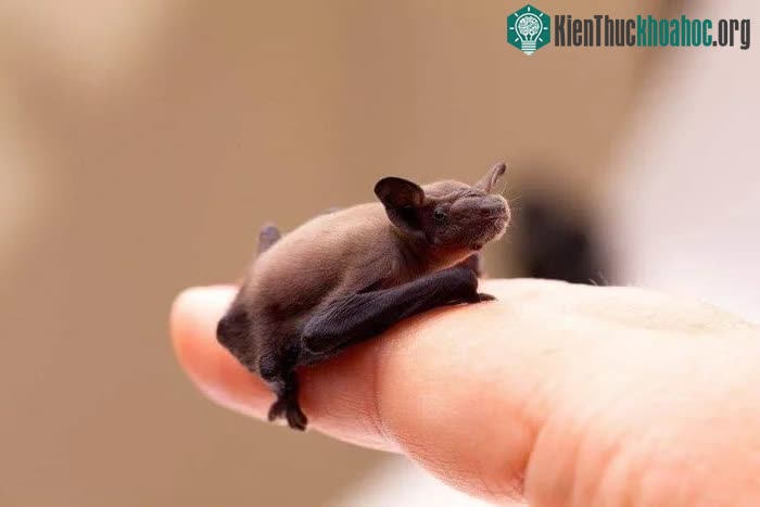 Dơi mũi lợn Kitti là loài duy nhất còn tồn tại trong họ Craseonycteridae