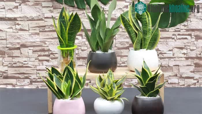 Cây lưỡi hổ có tính sát khuẩn và kháng viêm&nbsp;