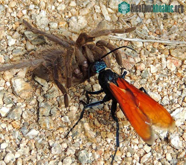 Ong Tarantula Hawk
