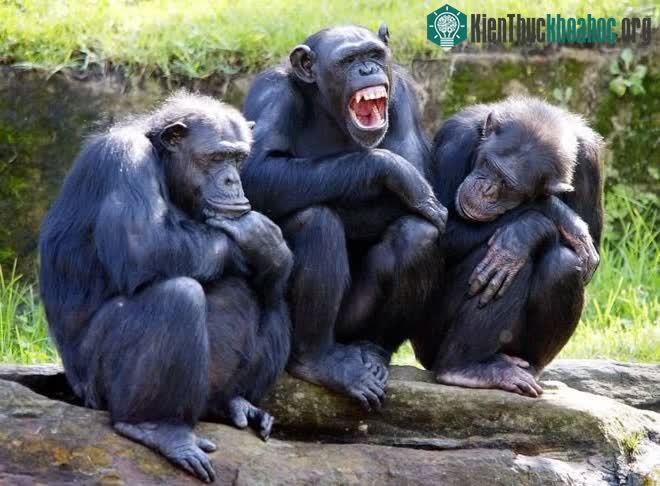 Tinh tinh có thể sử dụng đá, cỏ và lá để làm dụng cụ hỗ trợ chúng săn bắt, tìm kiếm thức ăn.