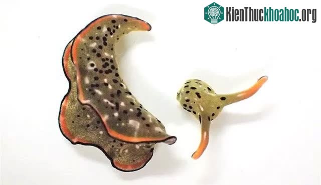 Sên biển Sacoglossan có thể tự cắt bỏ phần đầu và tái tạo lại cơ thể mới từ đó.