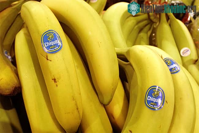 Ecuador có lượng xuất khẩu chuối lớn nhất thế giới khi chiếm thị phần lên tới 30%.