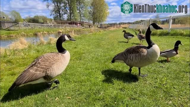 Người dân vùng Bắc Mỹ phải chấp nhận sống chung với loài ngỗng Canada.