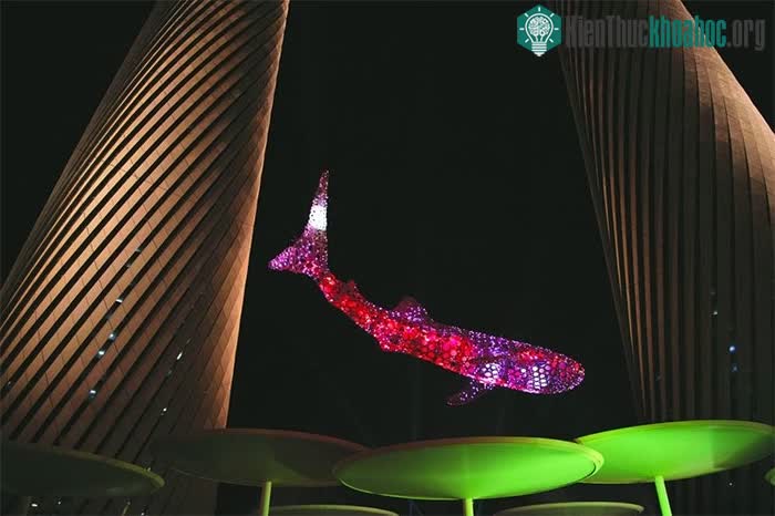 Chú cá nhám voi khổng lồ gây ấn tượng mạnh với khách du lịch đến với Lusail.