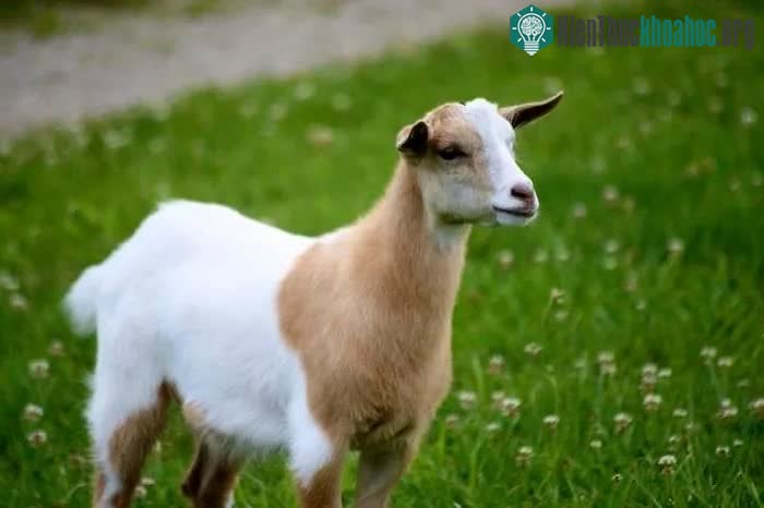 Dê Myotonia bắt đầu xuất hiện ở tiểu bang Tennessee từ những năm 1880