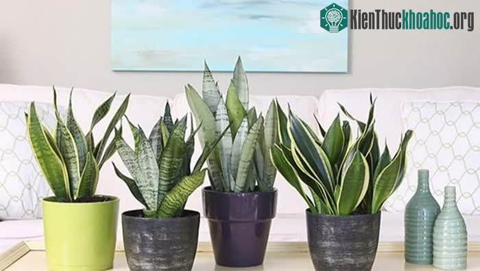 Cây lưỡi hổ không cần tưới quá nhiều nước vì dễ bị úng nước