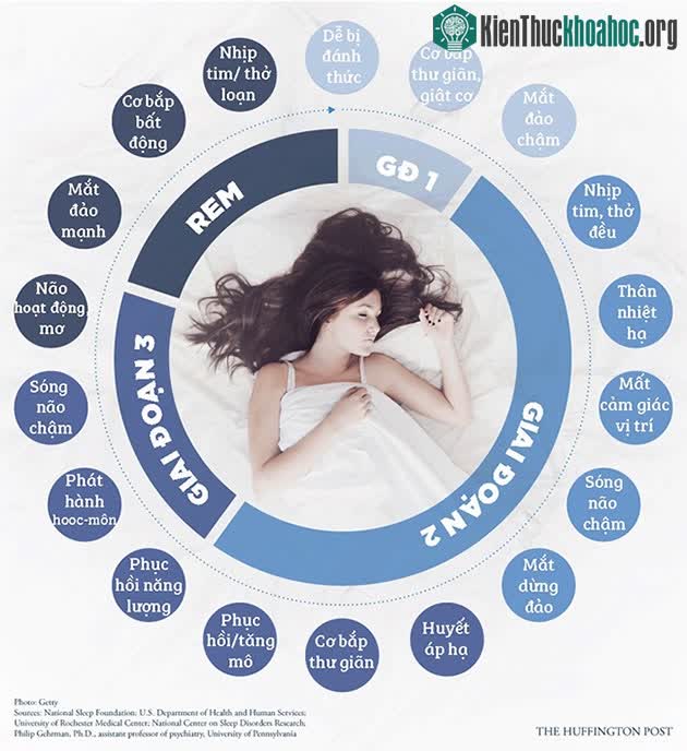Đây là một chu kỳ giấc ngủ kéo dài 90 phút. Mỗi đêm, bạn thường trải qua 5 chu kỳ ngủ này.