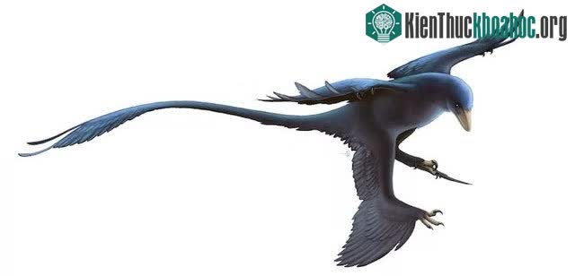 Microraptor