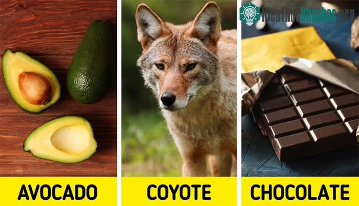Nhiều từ vựng thuộc ngôn ngữ Nahuatl vẫn được con người sử dụng cho đến ngày nay