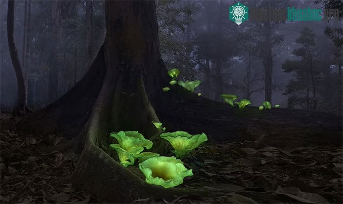 Nấm ma có tên khoa học là Omphalotus Nidiformis hiện lên nổi bật trong các khu rừng