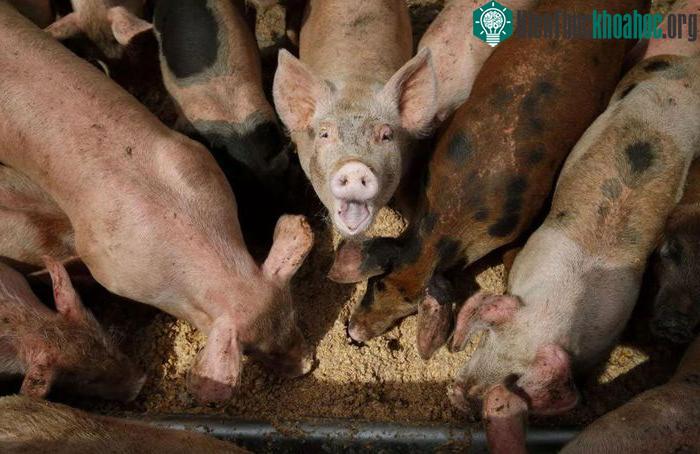 Hệ sinh thái ở Mỹ bị đe dọa bởi giống "siêu lợn" thông minh ảnh 0