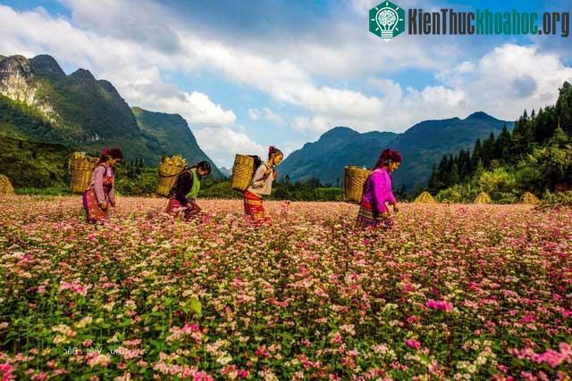 Vẻ đẹp thiên nhiên khiến Hà Giang trở thành điểm đến du lịch yêu thích của du khách