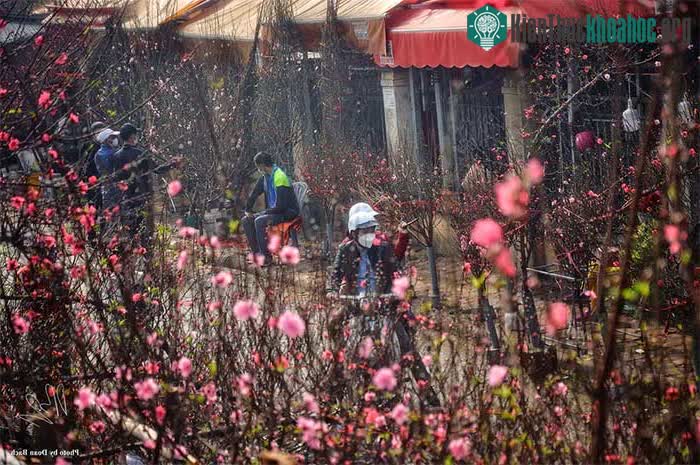Thấy hoa đào là thấy Tết, nhưng bạn có biết loài hoa này đại diện cho điều gì không? ảnh 0