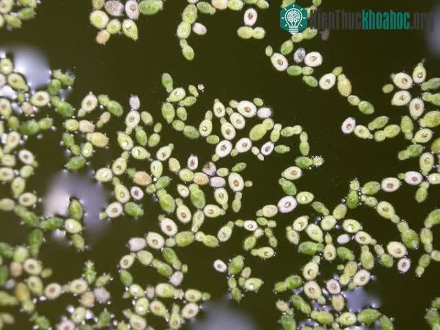 Cả cụm hoa Wolffia arrhiza có kích thước lớn nhất cũng chỉ 1mm.