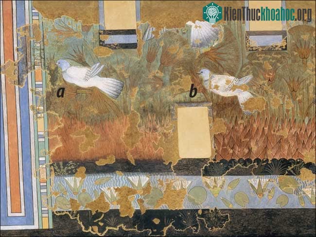 Trong ảnh, chim (a) và chim (b) đều là gầm ghì đá