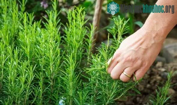 Cây hương thảo có thể làm giảm thể tích khối u tới 85%.