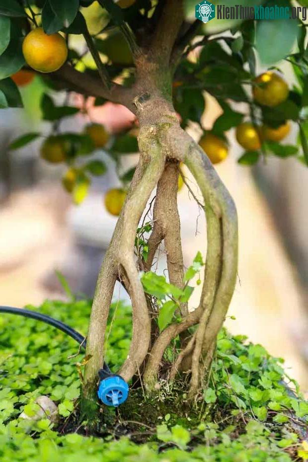 Cây quất mộc căn