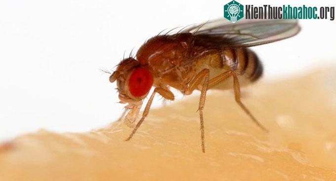 Một con ruồi giấm (Drosophila melanogaster).