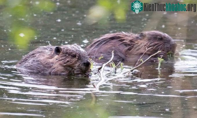 Một cặp hải ly nhai nhánh cây ở vùng nước nông tại Glennallen, Alaska.