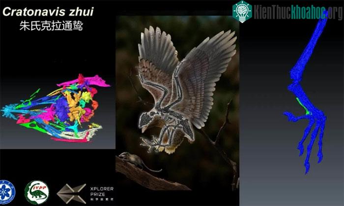Hóa thạch Cratonavis zhui.