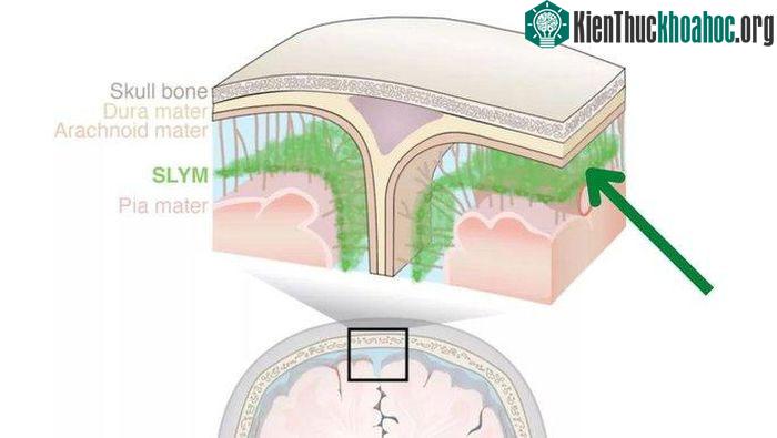 Ảnh đồ họa chỉ ra vị trí của SLYM trong não người