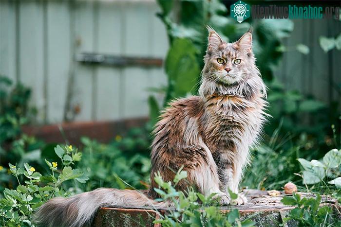 Mèo Maine Coon