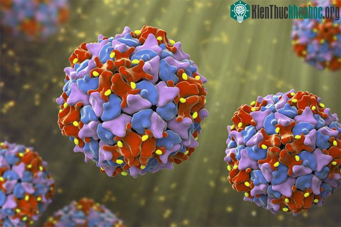 Virus RNA