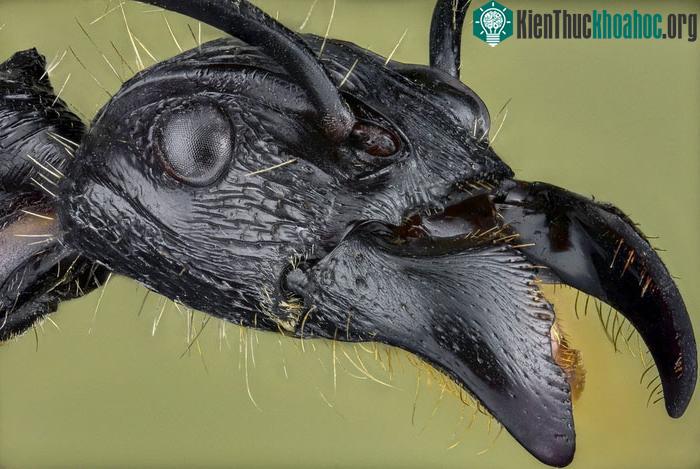 Paraponera clavata có nguồn gốc từ các khu rừng mưa nhiệt đới ở Trung và Nam Mỹ.