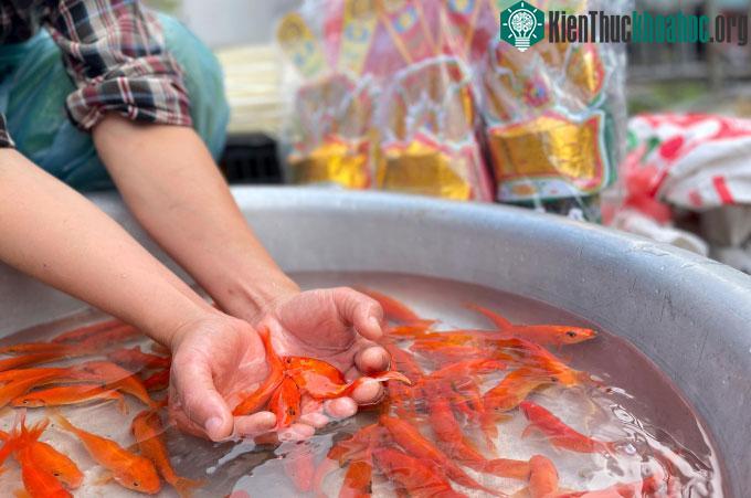 Xu hướng cúng ông Táo không thả cá chép, hóa vàng ảnh 0