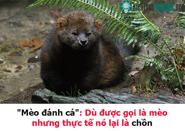 Mèo đánh cá