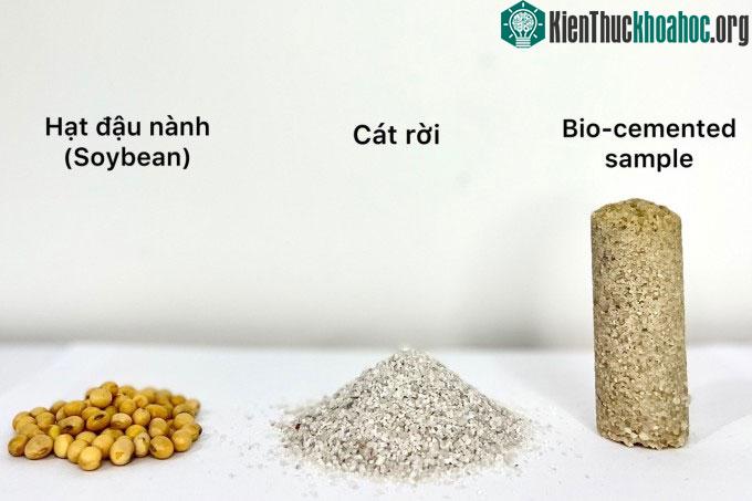 Quy trình tạo xi măng sinh học từ hạt đậu nành