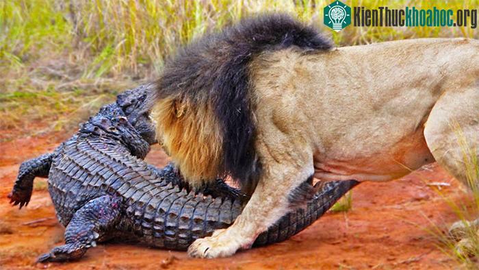 Cá sấu vừa chống trả quyết liệt, vừa tìm cách tiến sát về phía hồ nước